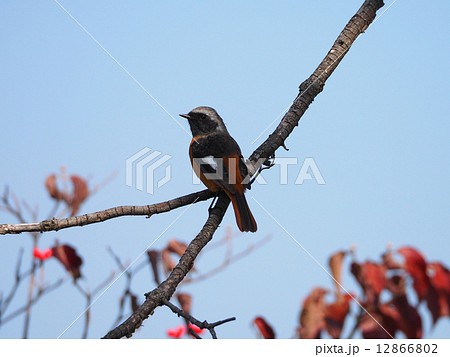 ジュウピタキ 12866802