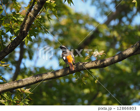 ジュウピタキ ジュウピタキ 12866803