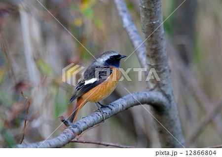 ジュウピタキ 12866804