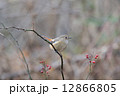 ジュウピタキ雌 12866805