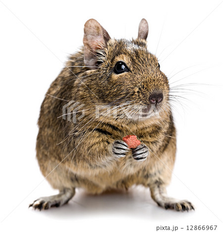 degu 12866967