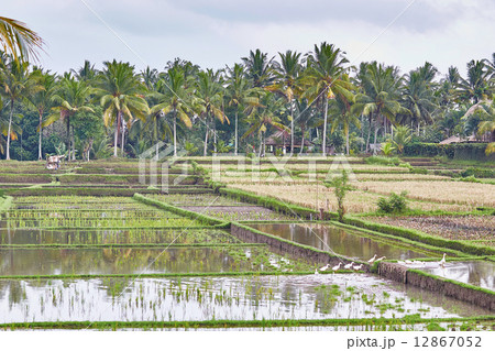Rice fields on a rainy weather near Ubud, Bali Rice fields on a rainy weather near Ubud, Bali 12867052