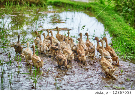 Ducks on rice fields near Ubud, Bali, Indonesia 12867053