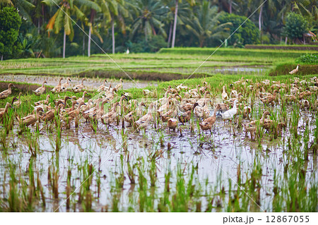 Ducks on rice fields near Ubud, Bali, Indonesia 12867055