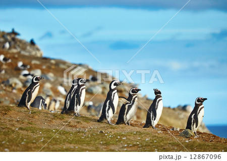 Magellanic penguins in natural environment 12867096