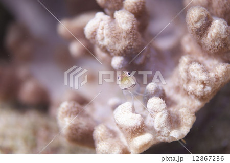 モンツキカエルウオ 12867236