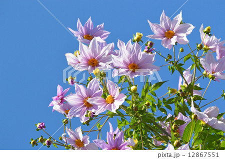 コウテイダリア（皇帝ダリア） 12867551