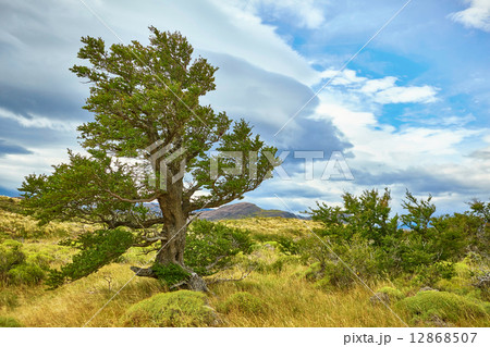 Tree in Torres del Paine natural park Tree in Torres del Paine natural park 12868507