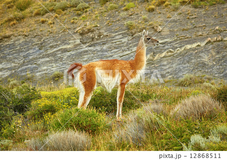 Guanaco in Torres del Paine national park Guanaco in Torres del Paine national park 12868511