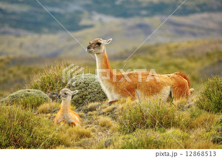 Mother guanaco with its baby Mother guanaco with its baby 12868513