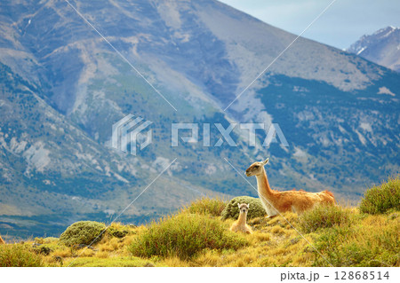 Mother guanaco with its baby Mother guanaco with its baby 12868514
