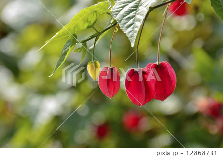 アブチロン 12868731