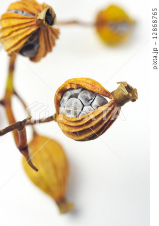 月桃の実 月桃の実 12868765