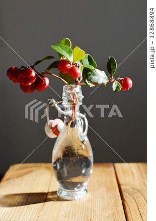 チェッカーベリー 12868894