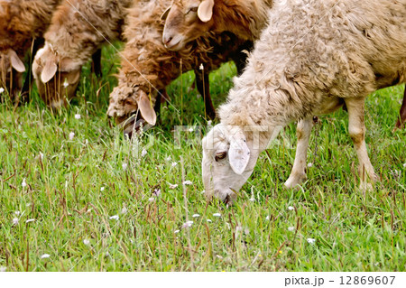 Sheep graze the grass 12869607