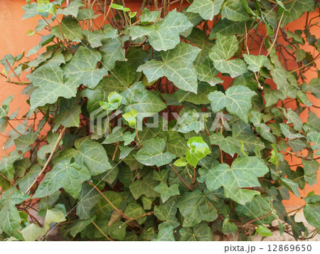 Ivy leaves 12869650