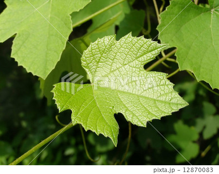 Vine picture 12870083