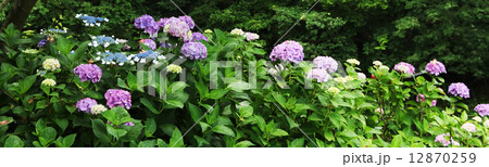 アジサイ 12870259