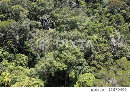 キュランダの森 キュランダの森 12870466