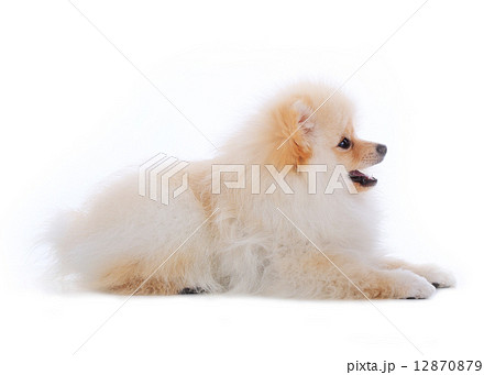 White pomeranian puppy dog isolated on white background White pomeranian puppy dog isolated on white background 12870879
