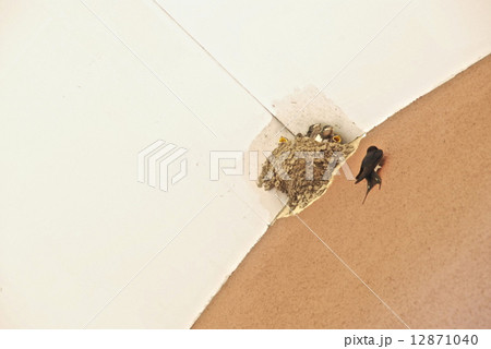 ツバメの子育て（群馬県利根郡みなかみ町） 12871040