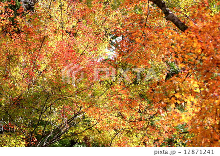 香嵐渓の紅葉 12871241
