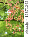 香嵐渓の紅葉 12871242