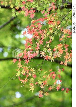 香嵐渓の紅葉 12871242