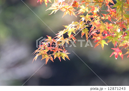 香嵐渓の紅葉 12871243
