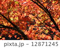 香嵐渓の紅葉 12871245
