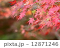 香嵐渓の紅葉 12871246