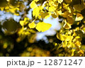 銀杏 12871247