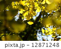 銀杏 12871248