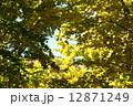 銀杏 12871249
