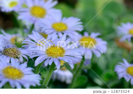 ダルマギク ダルマギク 12873324