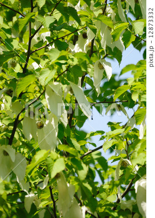 ハンカチノキ 12873332