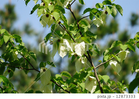 ハンカチノキ 12873333