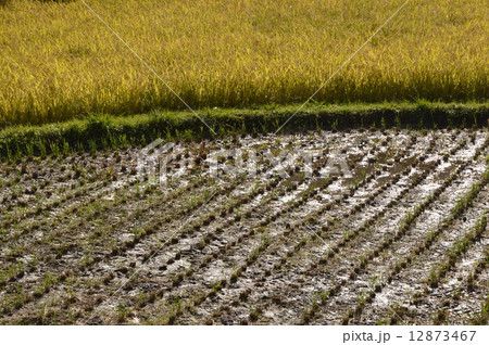 東京郊外八王子の１０月 12873467