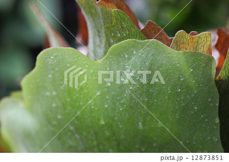 ビカクシダと雨雫 ビカクシダと雨雫 12873851