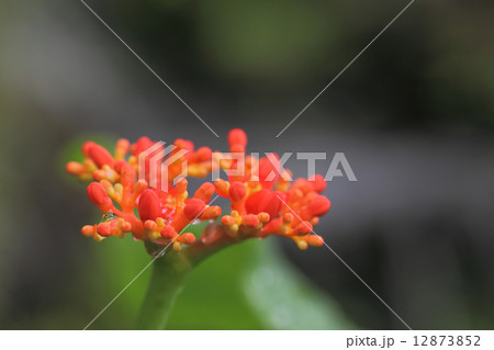 トックリアブラギリの花の蕾と雨雫 12873852