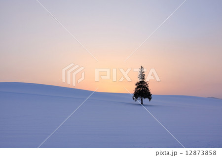 クリスマスツリー クリスマスツリー 12873858