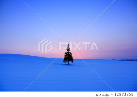 クリスマスツリー クリスマスツリー 12873859