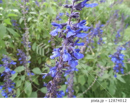 サルビアガラニチカは青い花 12874012