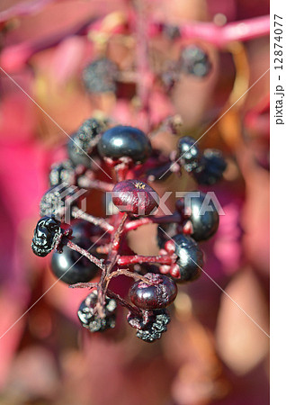 ヨウシュヤマゴボウ（洋種山牛蒡） 12874077