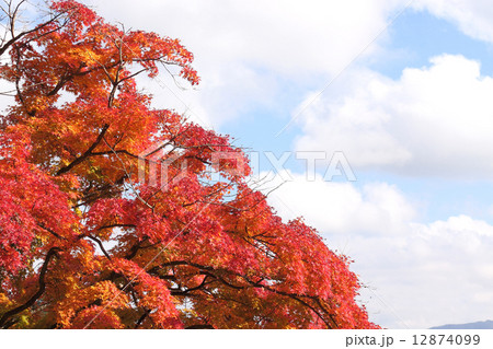 青空にもみじ(四国霊場第八十八番札所大窪寺) 青空にもみじ(四国霊場第八十八番札所大窪寺) 12874099