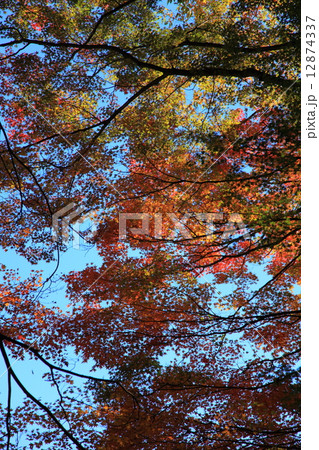 紅葉 紅葉 12874337