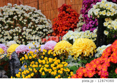 菊花展 菊花展 12874360