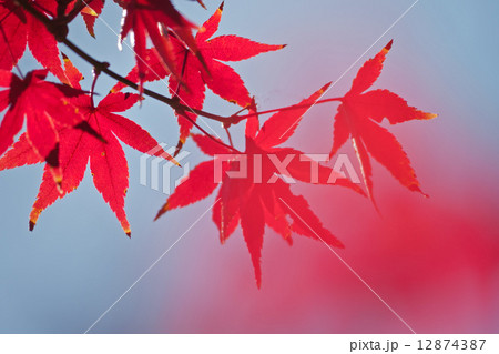 モミジ 12874387