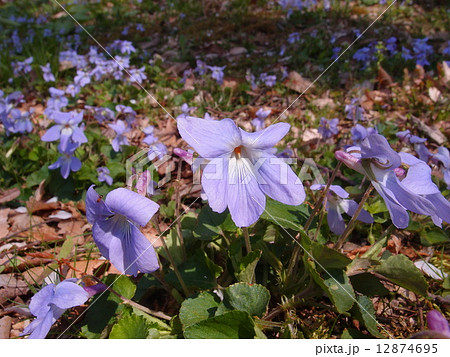 スミレ 12874695
