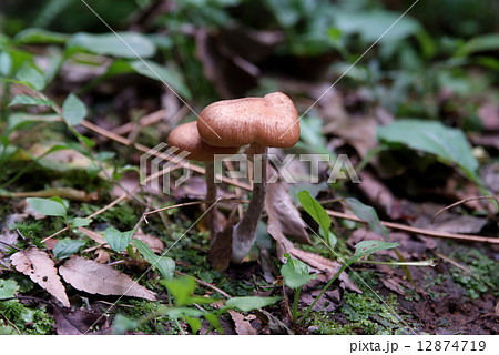 きのこの生えた地 きのこの生えた地 12874719